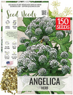 Seed Needs Angelica Seeds for Planting Angelica archangelica - Non-GMO Heirloom & Untreated Medicinal Herbs to Grow an Indoor or Outdoor Home Grown Garden (1 Pack)