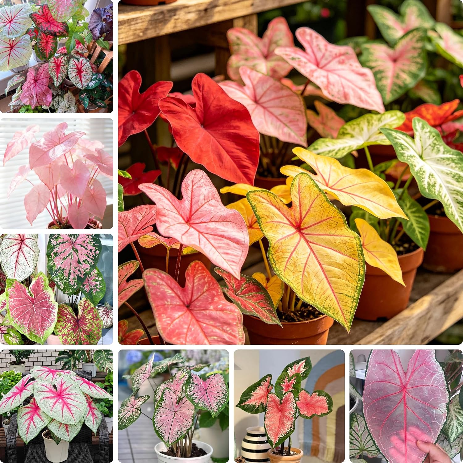 Premium Caladium Flower Plant Seeds, 100+ Mixed Caladium Seeds for Planting Outdoor, Non-GMO Heirloom Perennial Plants, Ideal for Garden Indoor Planting