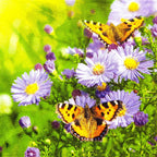 20 Napkins Flowers Butterflies on Asters as Table Decoration Paper Napkins with Motif Also for Decoupage and Decoupage 33 x 33 cm