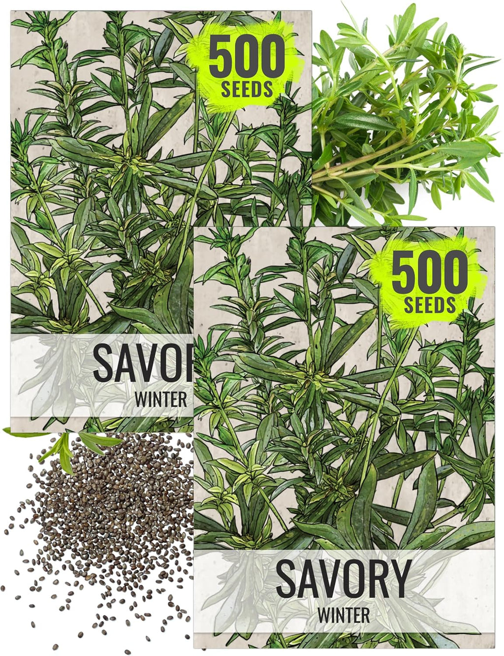 Seed Needs Winter Savory Seeds for Planting - Non-GMO Heirloom & Untreated Perennial Herb Seed to Plant a Culinary Kitchen Garden Indoors or Outdoors (2 Packs)