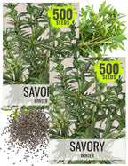 Seed Needs Winter Savory Seeds for Planting - Non-GMO Heirloom & Untreated Perennial Herb Seed to Plant a Culinary Kitchen Garden Indoors or Outdoors (2 Packs)