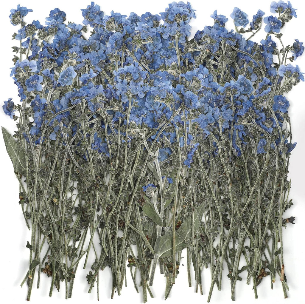 50 Pcs Natural Forget Me Not Pressed Dried Flowers Blue Don't Forget Me Dried Flower Real for Resin Jewelry Candle Card Making Nail Art DIY Home Decoration