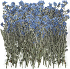 50 Pcs Natural Forget Me Not Pressed Dried Flowers Blue Don't Forget Me Dried Flower Real for Resin Jewelry Candle Card Making Nail Art DIY Home Decoration