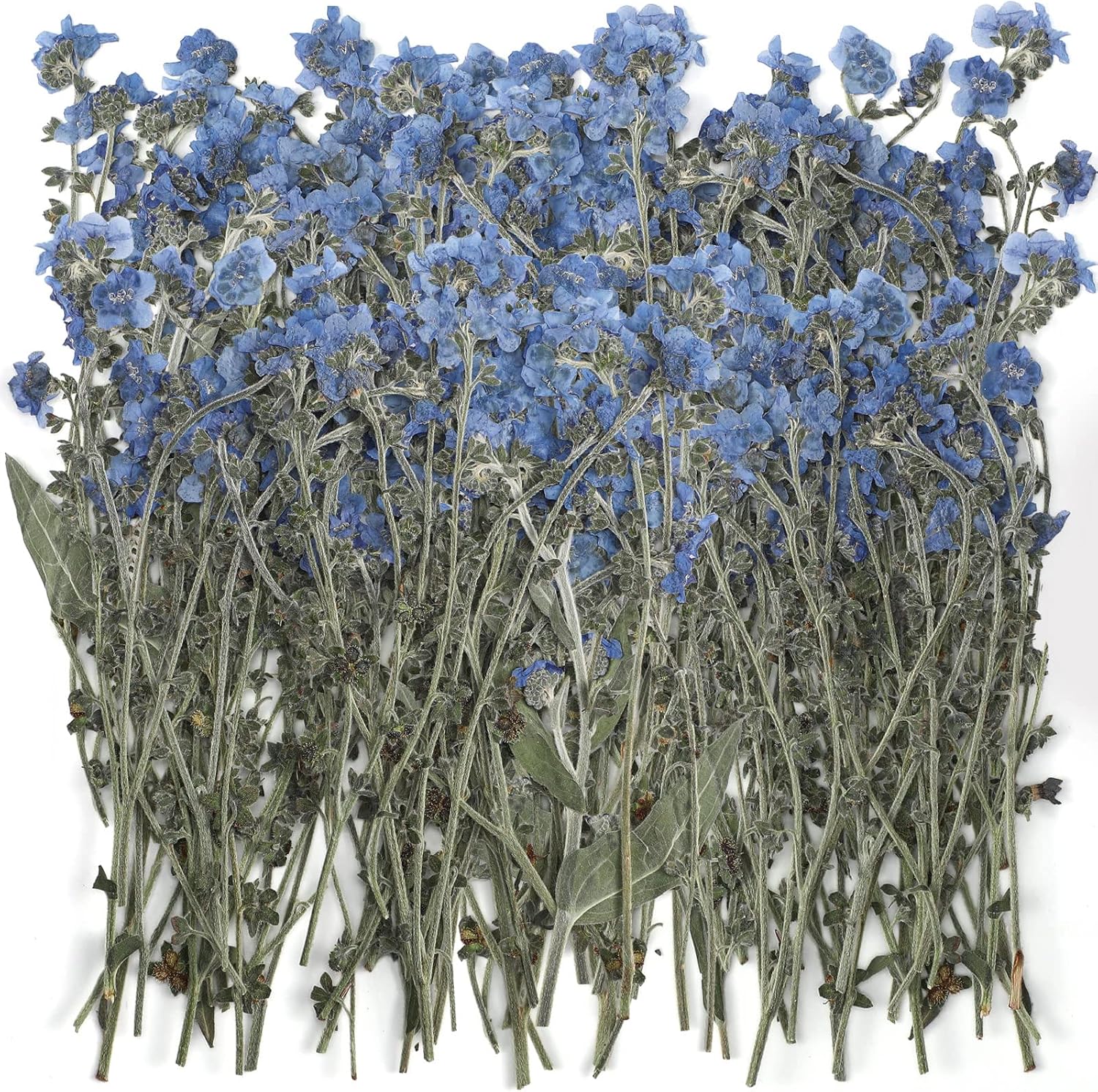 50 Pcs Natural Forget Me Not Pressed Dried Flowers Blue Don't Forget Me Dried Flower Real for Resin Jewelry Candle Card Making Nail Art DIY Home Decoration