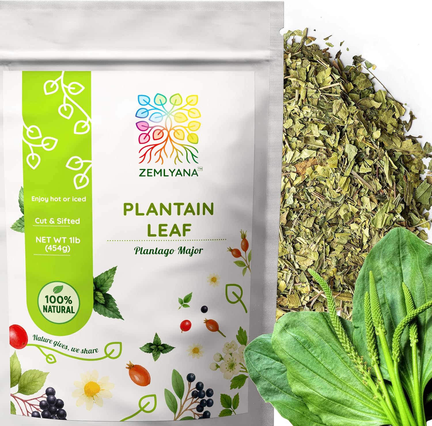 Dried Plantain Leaf Herb for Tea - Plantago Major Leaves - Hojas de Llanten Hierba - Cut & Sifted Natural Broadleaf Plantain Herbs, Bulk 1lb (16oz)