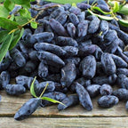 6-12” Tall Honeyberry ‘Aurora’ (Lonicera caerulea VAR.edulis) 1 Plant Haskap