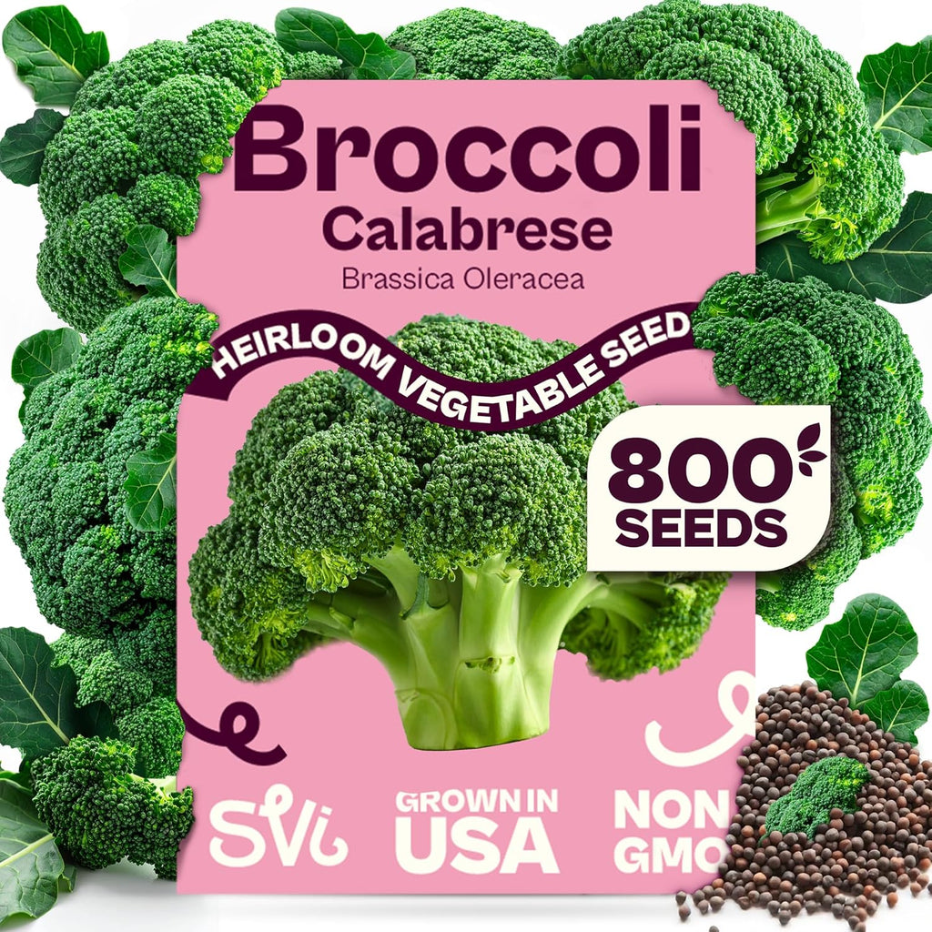 SVI 800 Calabrese Broccoli Seeds for Sprouting (Brassica oleracea VAR. capitata) - Green Broccoli Sprouts Seed Packets - Non-GMO Heirloom Vegetable Seeds for Planting Outdoors & Indoors Garden