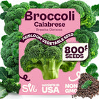 SVI 800 Calabrese Broccoli Seeds for Sprouting (Brassica oleracea VAR. capitata) - Green Broccoli Sprouts Seed Packets - Non-GMO Heirloom Vegetable Seeds for Planting Outdoors & Indoors Garden