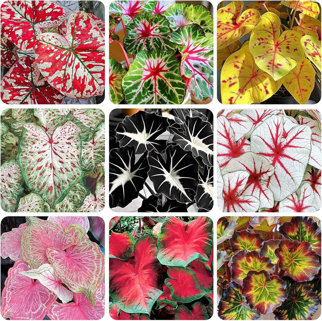 200Pcs Mix Caladium Seeds for Planting for Planting-Non-GMO Heirloom Plant Seeds Garden Outdoor