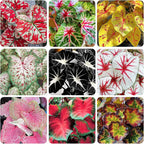 200Pcs Mix Caladium Seeds for Planting for Planting-Non-GMO Heirloom Plant Seeds Garden Outdoor