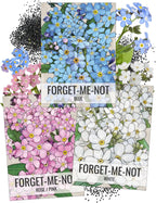 Seed Needs Forget-Me-Not Seed Packet Collection (Includes 3,000 Forget-Me-Not Seeds for Planting) Heirloom, & Open Pollinated Rose Blue & White Flowers