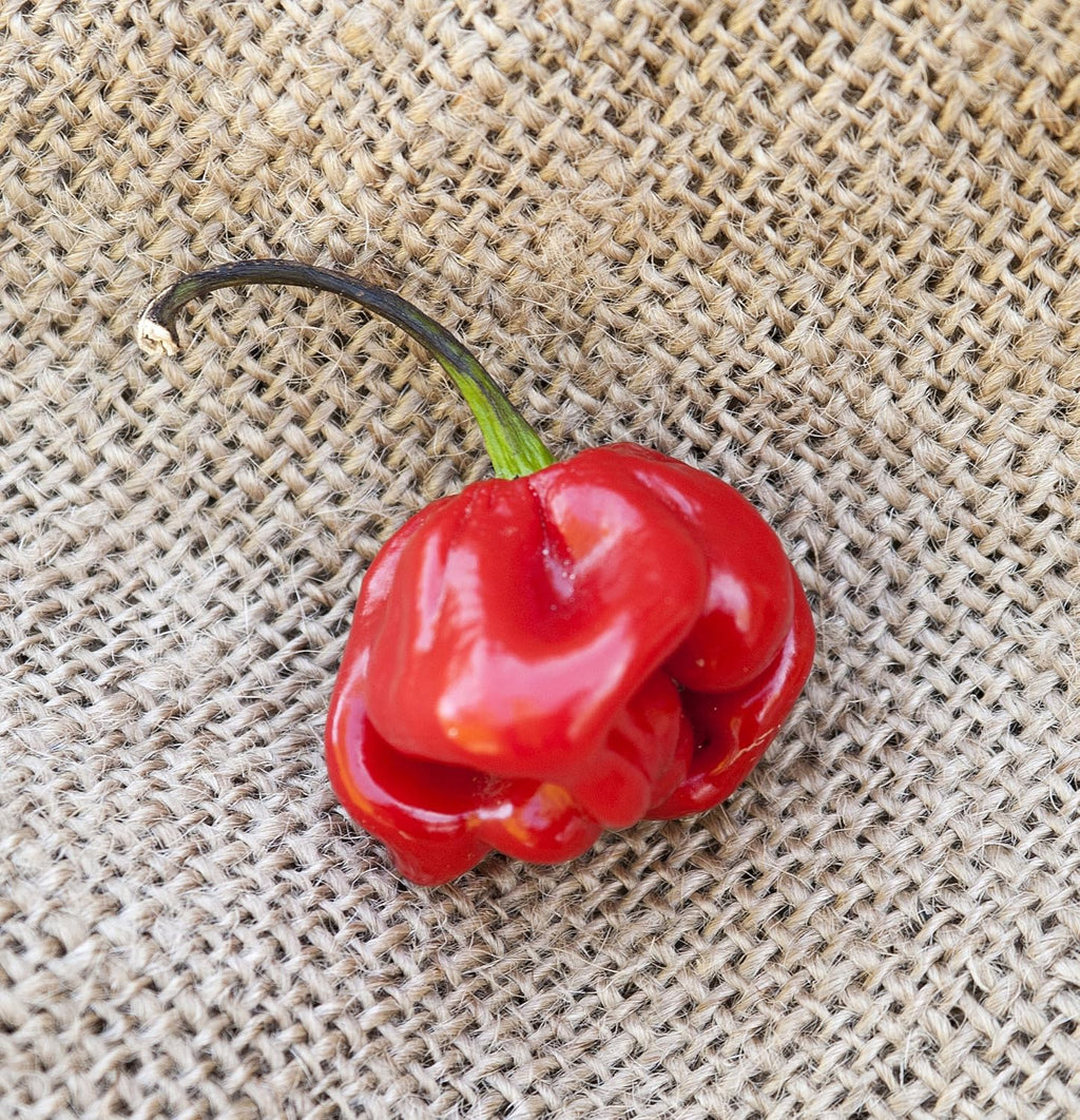 Red Savina Habanero Heirloom Pepper Premium Seed Packet + More