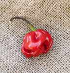 Red Savina Habanero Heirloom Pepper Premium Seed Packet + More
